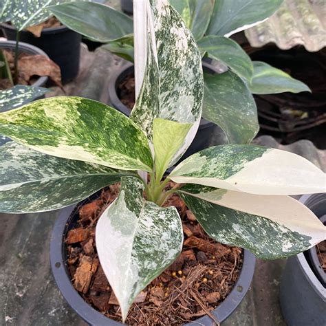 Thailand Aglaonema Siam Jade