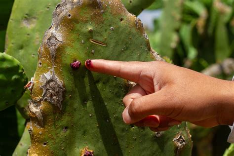 Controla Sedema Plagas En Nopal Con Drones