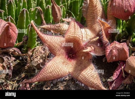 Stapelia gigantea es una especie de planta con flores en el género