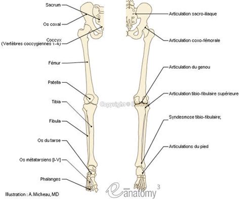 Anatomie Du Membre Inf Rieur