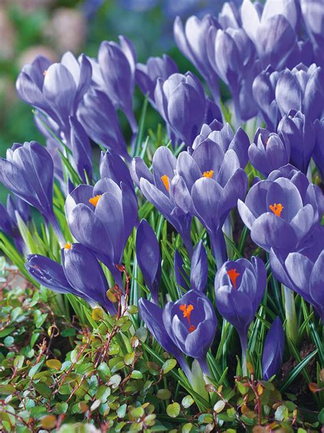 Krokus Crocus Remembrance Blumenzwiebeln Und Herbstrhizome