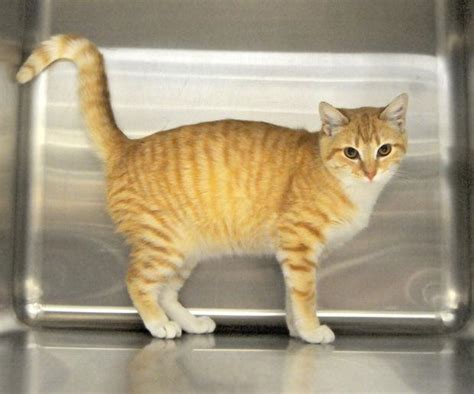 Pets of the Week from Madison County Animal Shelter | Local News ...