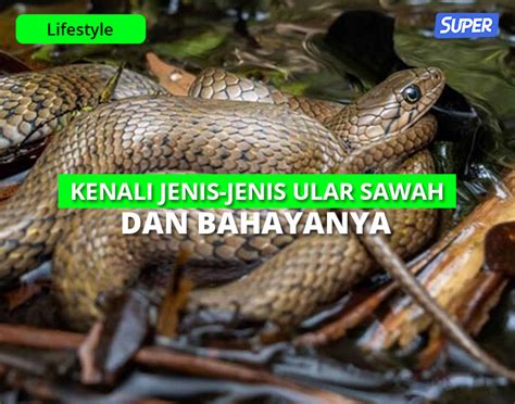 10 Jenis Ular Sawah Berbahaya Yang Harus Kamu Waspadai