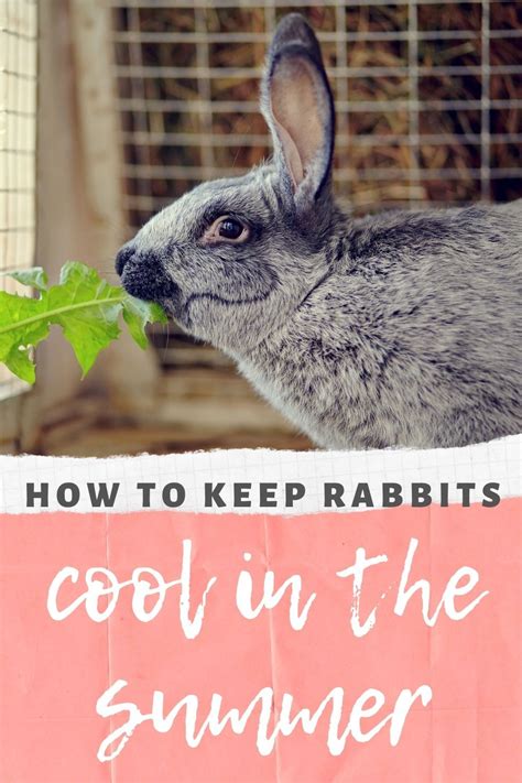 How To Keep Rabbits Cool In The Summer Artofit