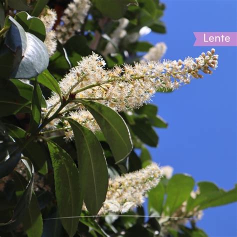 Kirschlorbeer Caucasica Gesamthöhe 320 cm Spalierbaum