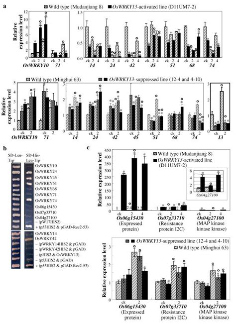 Analyses of rice WRKY gene expression and OsWRKY13 DNA-binding ...