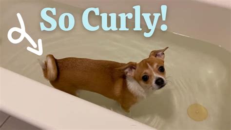 Chihuahua Tail Complete Guide (With Pictures) | Paws and Learn