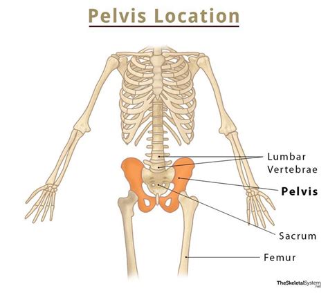 Pelvic Cavity Diagram