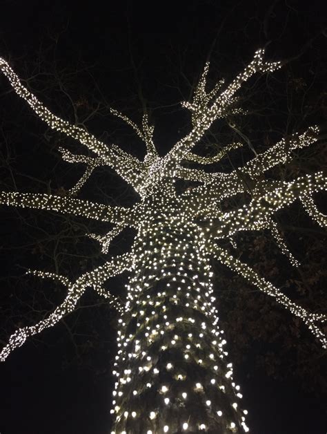 Best Way To Wrap Lights On Outdoor Trees Outdoor Lighting Ideas