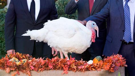 What Happens to the Turkey Pardoned by the President? | Reader's Digest