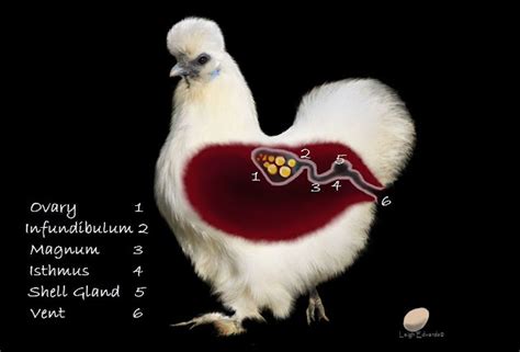 Natural Chicken Keeping: Where Do Eggs Come From - How Chickens Create Eggs