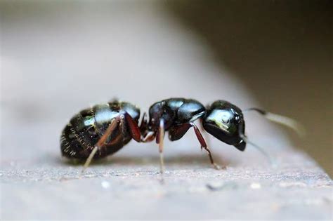 How To Get Rid Of Sugar Ants In Your House? [Ultimate Guide!] - Pest Control Tips and Advice