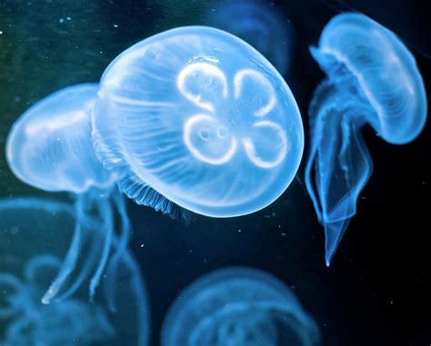 Floating Jellyfish Photograph By Mtking Fine Art America