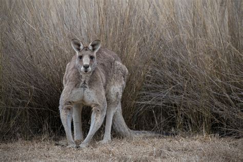 Australian Dog Owner Fights Off Kangaroo Who Was Trying to Drown His ...