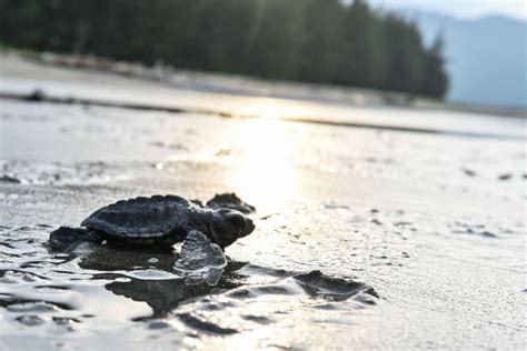 Sea Turtles In Peril Us Agency Launches In Depth Probe Into Dredging Impacts Nature World News