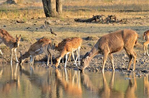 Ranthambore Wildlife Sanctuary – How to Plan your Tour?