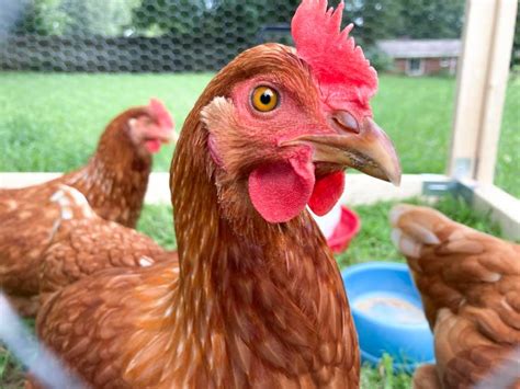 Isa Brown Up Close 1 Backyard Chickens Learn How To Raise Chickens