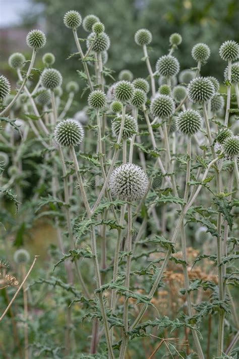 Glandular Globethistle Echinops Sphaerocephalus Arctic Glow Flowering