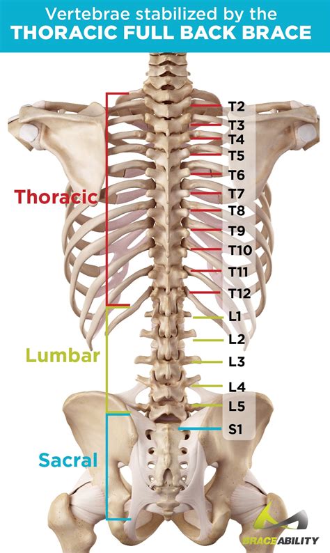 Postural Kyphosis Brace | Cybertech Cyberspine Thoracic TLSO Brace