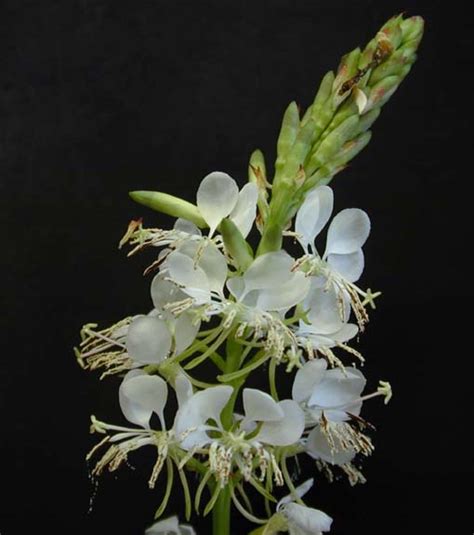 Research And Extension Center Virtual Herbarium Roadside Gaura Gaura