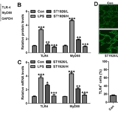 St1926 Suppresses Toll Like Receptor 4 Tlr4myd88 Signal Pathway To