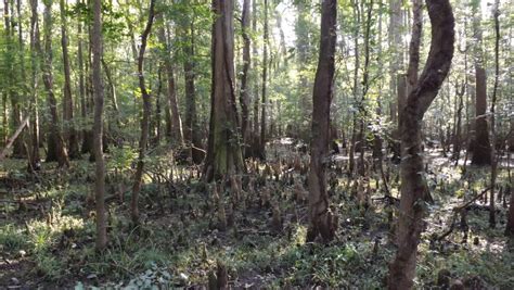 One of the least visited: Congaree National Park – National Park Units