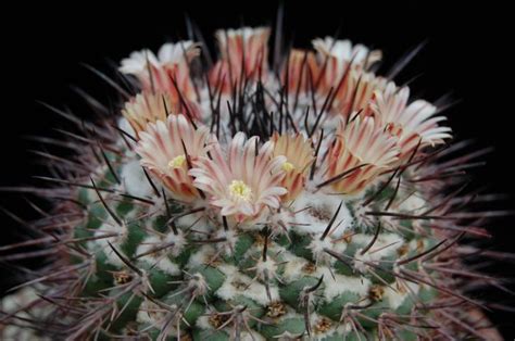 Forum Di Cactus E Succulente Leggi Argomento Mammillaria