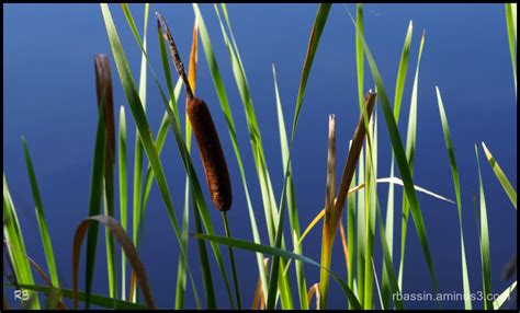 Roseaux Plant Nature Photos RB Photographie