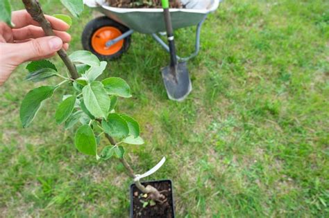 Una plántula de manzano en el jardín está preparada para plantar en