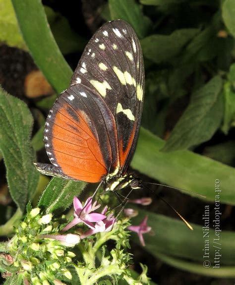 Photo 21595 Heliconius Hecale