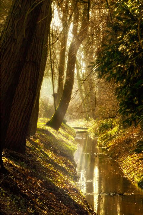 Free Images Tree Nature Forest Waterfall Wilderness Branch Night Sunlight Morning