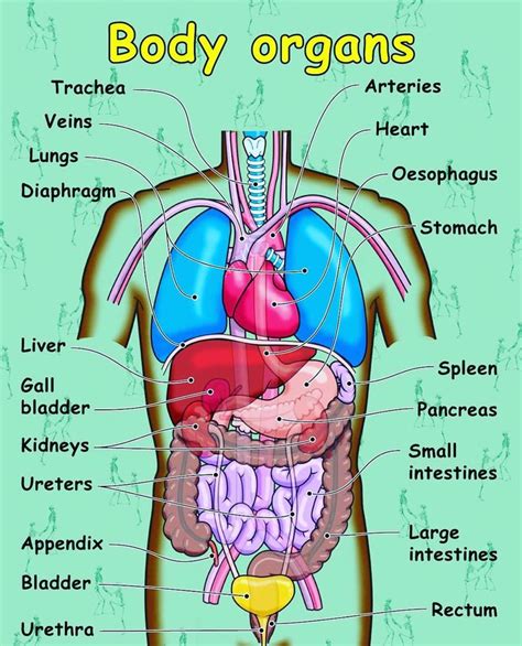 Human Organs In Body Diagram