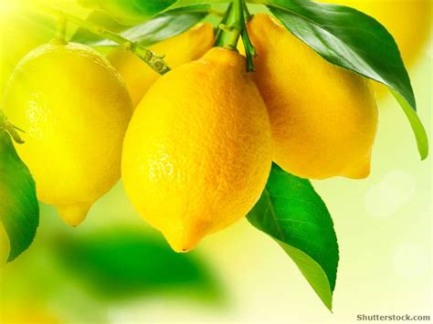 7 Things You Never Knew Lemons Could Do Usual Uses For Lemons