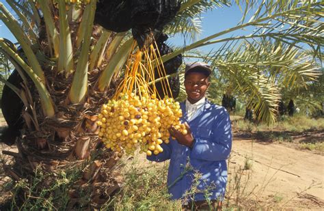 Enhancing Date Palm Cultivation And Date Production In Namibia