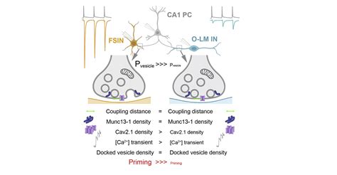 Cellular Neurophysiology Research Group Institute Of Experimental