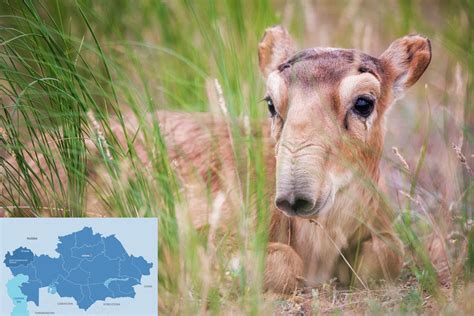 Birthing Season of Saiga Antelopes Begins in West Kazakhstan Region (Video) - The Astana Times