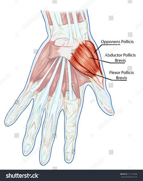 Anatomy Of Muscular System Ã¢ÂÂ Hand Palm Muscle Tendons