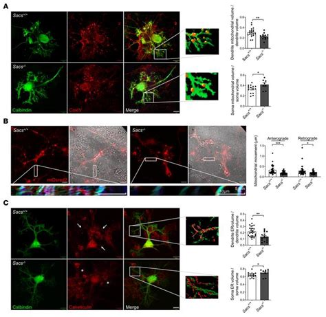 Jci Insight Restoring Calcium Homeostasis In Purkinje Cells Arrests