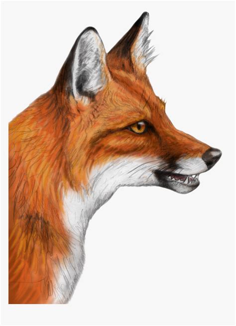 Realistic Fox Head Drawing, HD Png Download - kindpng