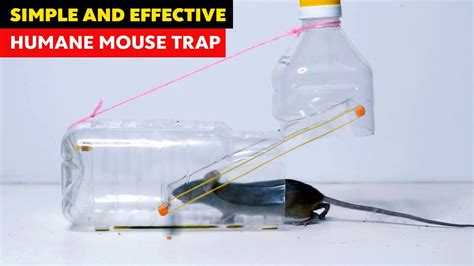 How To Make Rat Trap With Bottle Easy Rat Trap Ideas Mouse Trap