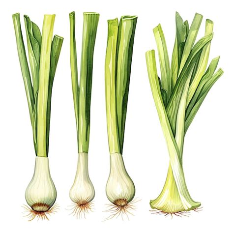 Premium Ai Image Beautiful Leek Watercolor Vegetable Clipart Illustration