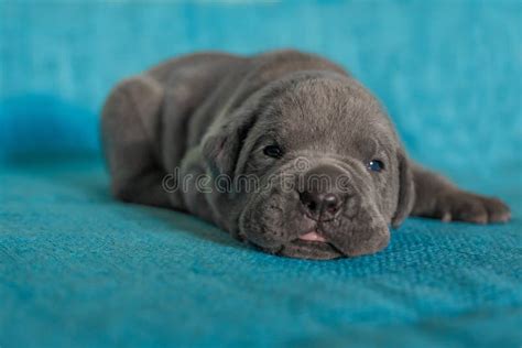 180 Cane Corso Puppy Blue Eyes Stock Photos Free And Royalty Free Stock