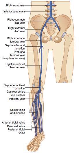 Anatomy Of Deep Venous System A And The Superficial Veins B Download Scientific Diagram