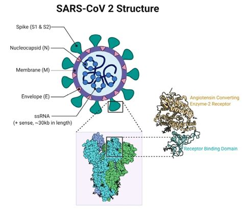 New Coronavirus Variant What Is The Spike Protein And Why Are