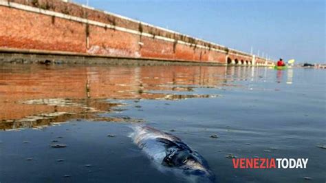 Pesci Morti In Laguna Di Venezia Inchiesta Procura Luglio