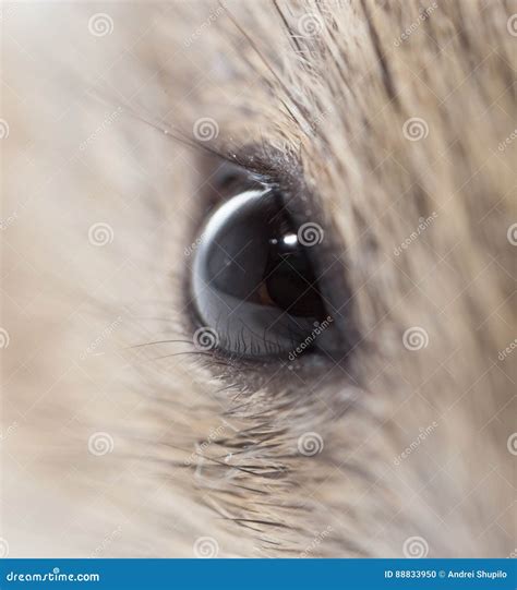 Mouse eyes. close stock photo. Image of mouse, white - 88833950