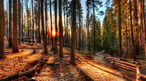 Fondos De Pantalla Luz De Sol Árboles Paisaje Puesta De Sol Naturaleza Hdr Picea