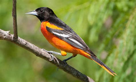 Featured Birds Baltimore And Bullock S Orioles