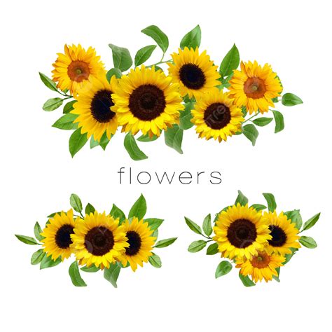 Floral Set Design Sunflower Border Sunflower Delicate Png And Vector