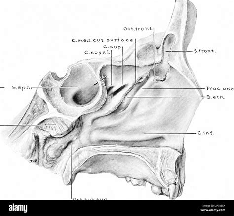 Sinus ostium Cut Out Stock Images & Pictures - Alamy